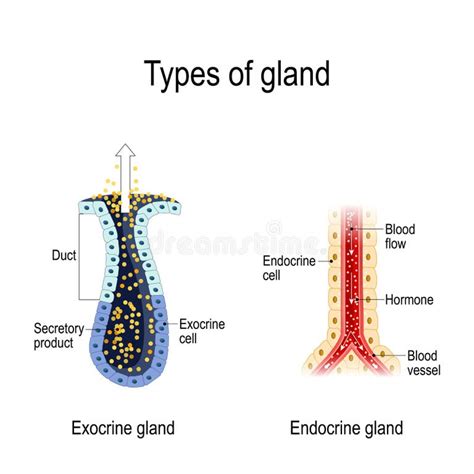 Glândulas Endócrinas E Exócrinas - Anatomia Das Glândulas Endócrinas E Exócrinas Ilustração do Vetor ...