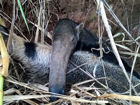 G1 Tamanduá bandeira é resgatado após ser atropelado em Araçoiaba da