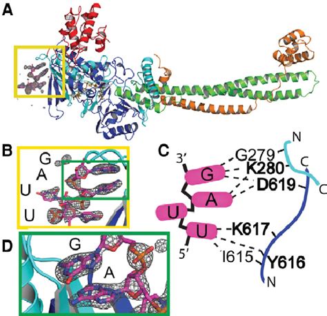 Location Of An SsRNA Binding Region On LSD1 A Analysis Of Crystal