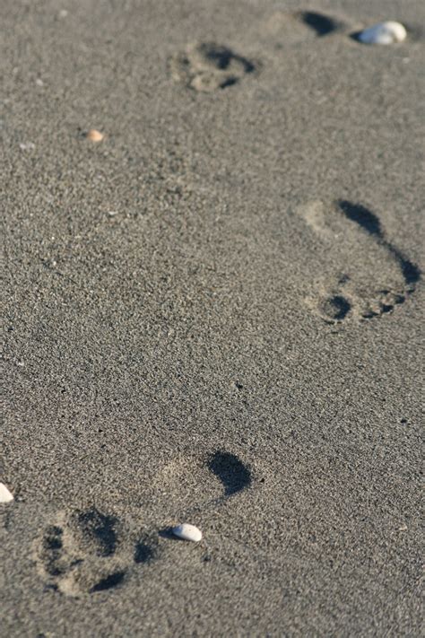 Footprints Sand Beach Royalty Free Photo