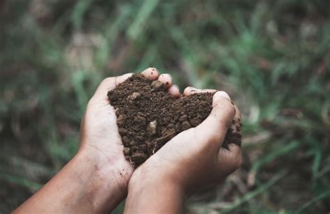 Fumier De Poule Bienfaits Et Utilisation Des Fientes Au Jardin