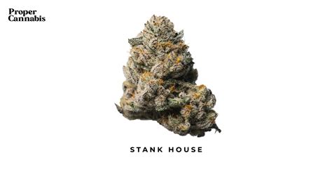 Stank House Strain Proper Cannabis