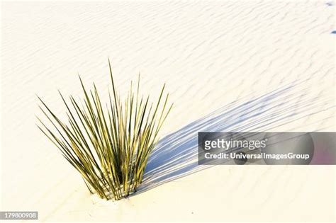 15 Transverse Dunes Stock Photos, High-Res Pictures, and Images - Getty Images