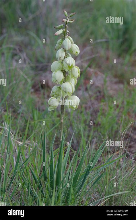 Yucca Arkansana Hi Res Stock Photography And Images Alamy