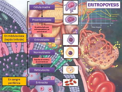 Blog De Fisiolog A Uas De Gisselle Gpe Camarillo Ramos Eritropoyesis