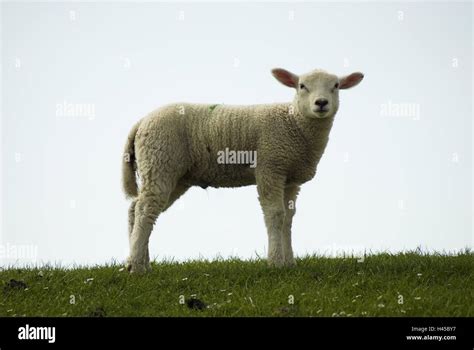 Meadow Lamb Side View Stock Photo Alamy