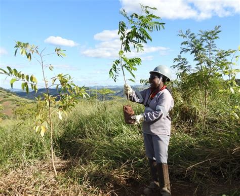 Plantio De Mudas Altas Em Reas De Reflorestamento Favorece Aumento Da