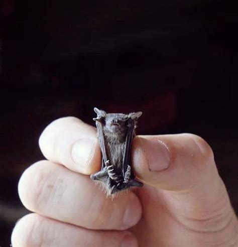 a person holding a tiny bat in their hand