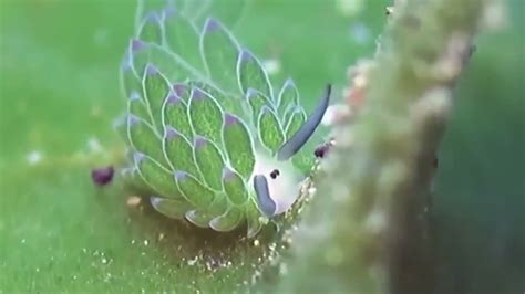 Costasiella Kuroshimae Leaf Sheep Is A Sea Slug Performing