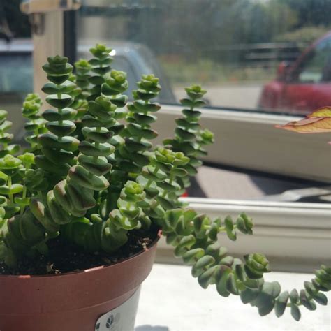 Crassula Rupestris Subsp Marnieriana Jade Necklace Uploaded By