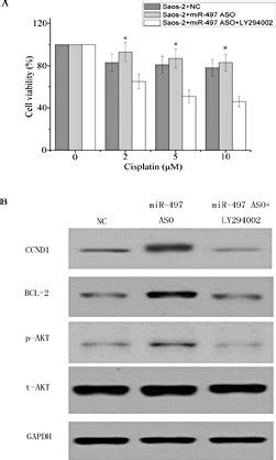 Mir Modulated The Activation Of Pi K Akt Pathway A Ly