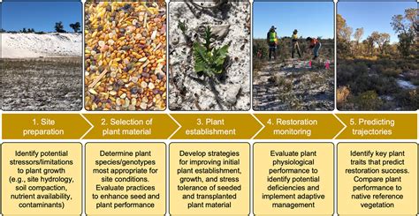 Restoration Ecophysiology An Ecophysiological Approach To Improve