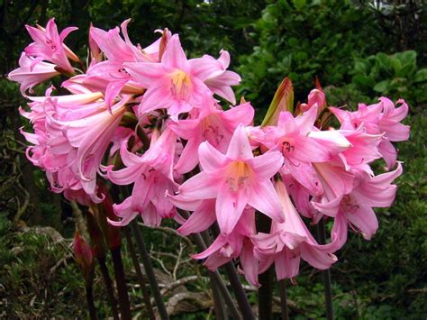 Amaryllis Belladonna Bulbs Ubicaciondepersonas Cdmx Gob Mx