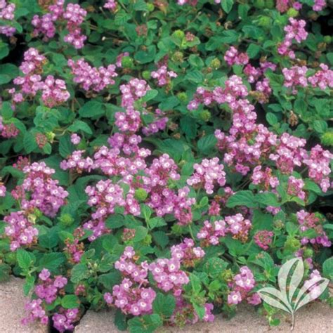 Purple Trailing Lantana Lantana Montevidensis Magnolia Gardens Nursery