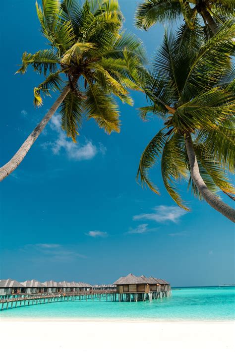 Free Download 100 Maldives Images Hd Scenic Travel Photos Download