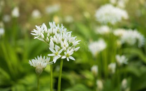 Beautiful Blooming White Flowers Of Ramson Wild Garlic Allium Ursinum