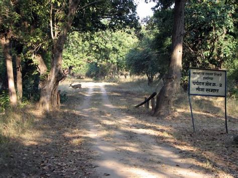 Wildlife Photography in Bandhavgarh - Tripoto