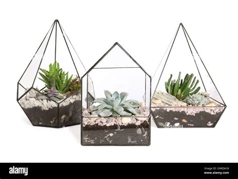 Glass Florarium Vases With Succulents On White Background Stock Photo