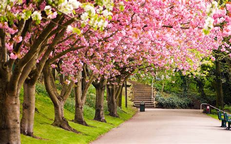 Achtergrond Bureaublad Bloemen Bloemen