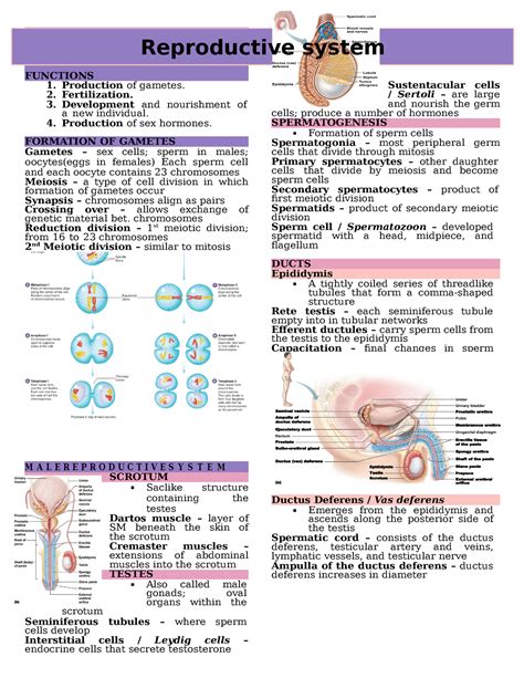 Reproductive System Functions Production Of Gametes Fertilization