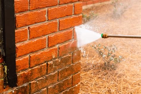 Brick Wall Fungus Royalty Free Images Stock Photos Pictures