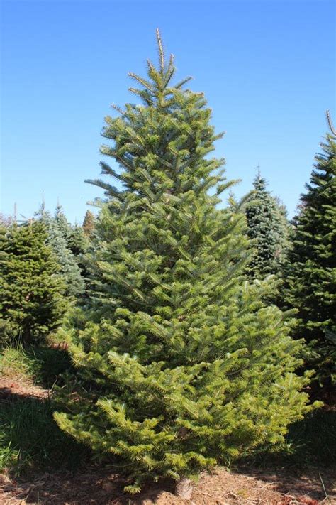 Frasier Fir Christmas Tree Online Christmas Trees For Sale