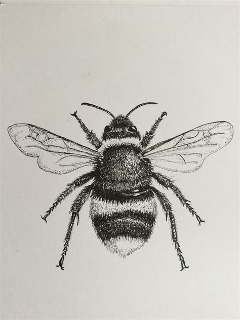 Bee Pencil Drawing