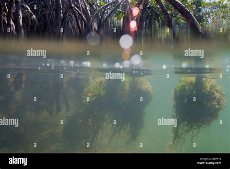 Red mangroves hi-res stock photography and images - Alamy