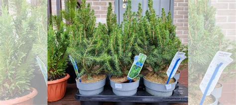 Ель сизая Коника Десембер(Picea glauca December) купить в Санкт ...