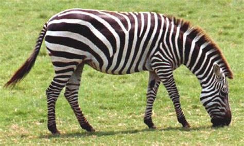 Plains Zebra - Facts, Diet & Habitat Information