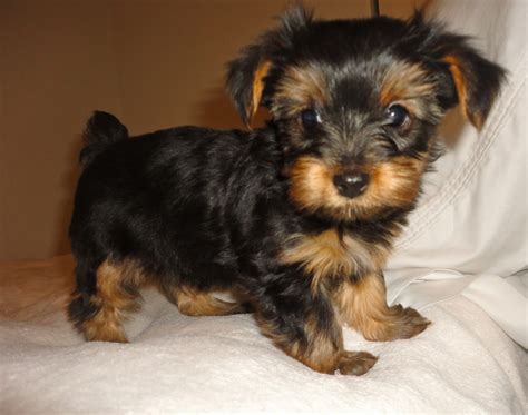 Courtney S Akc Yorkies One Puppy Left