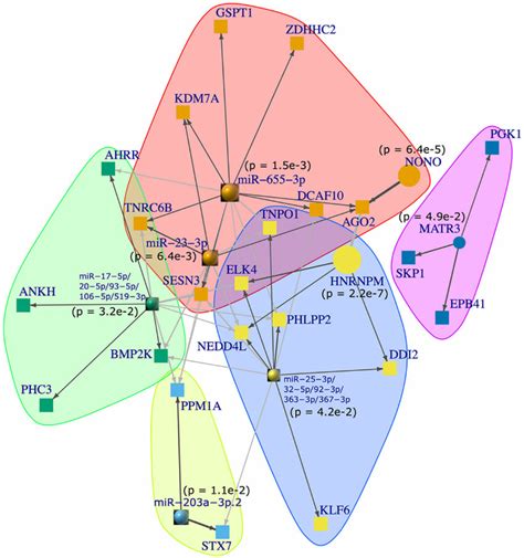 Regulatory Network Of Micro Rnas Mirnas Rna Binding Proteins Rbps