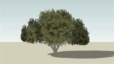 Sketchup Components 3d Warehouse Big Oak Tree