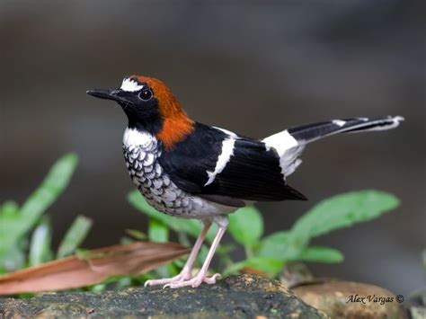 Mystery Bird Chestnut Naped Forktail Enicurus Ruficapillus