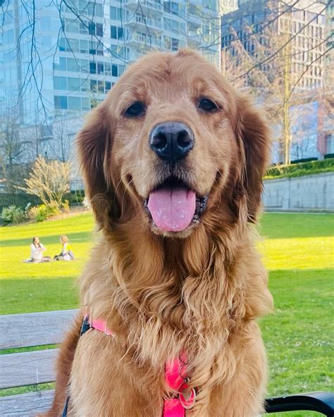 🐾 THE FREE FAMILY FARM 🐾 | Happy National Golden Retriever Day from my sweetest Golden Crew