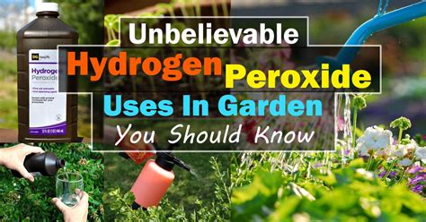 Unbelievable Hydrogen Peroxide Uses In Garden You Should Know Balcony