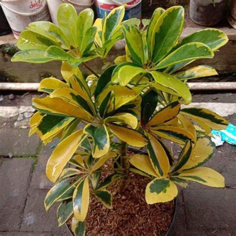 Jual Tanaman Hias Walisongo Golden I Schefflera Arboricola Hayata