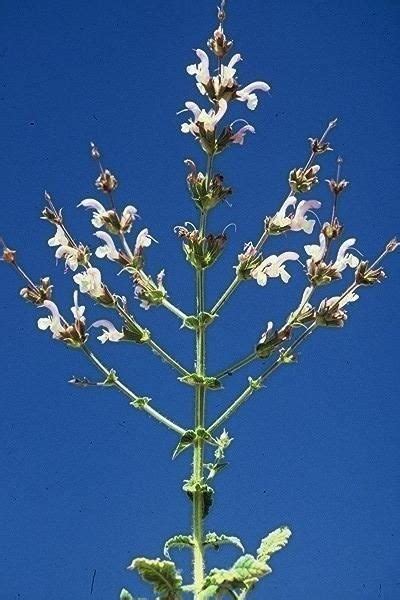 Salvia Palaestina Menorah Salvia Plants