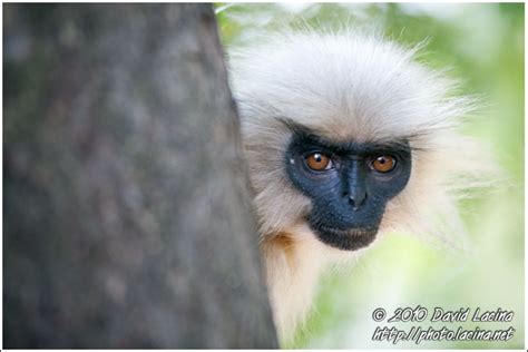 Travel Photo Gallery - Golden Langur Portrait, Golden Langur, India