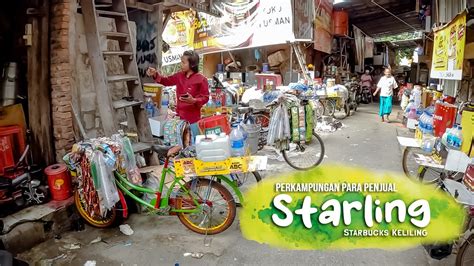 Melihat Dari Dekat Aktivitas Di Kampung Starling Starbuck Keliling