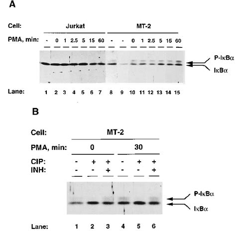 Phosphorylated Ib In Htlv I Infected And Tax Expressing T Cells A