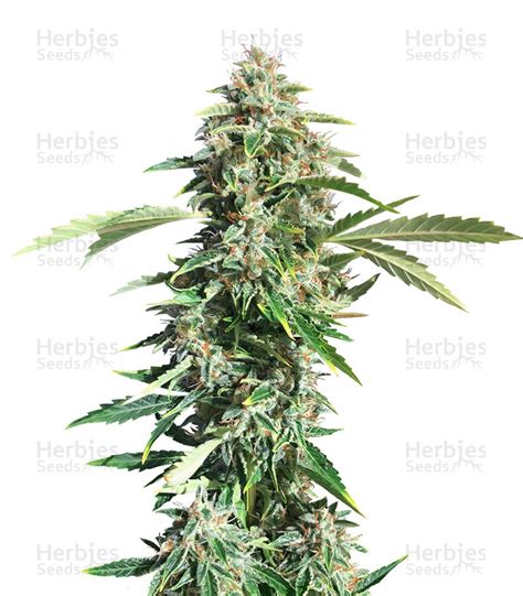 Triangle Kush Auto fem cannabis seeds for sale - Herbies Seeds