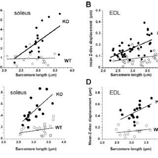 Sarcomeric Structure In Edl And Soleus Skinned Skeletal Muscle Fibers