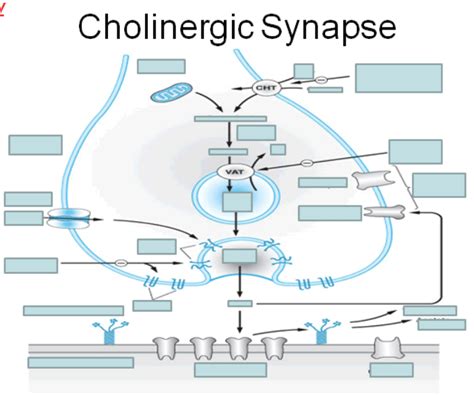 Cholinergic Synapse Diagram | Quizlet