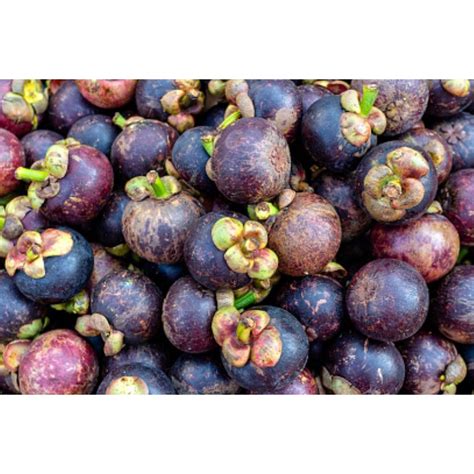 Jual Buah Manggis Segar Kg Manggu Mangosteen Garcinia Mangostana