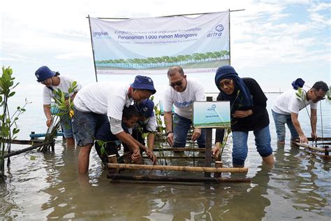 Ahm Tanam Ribuan Mangrove Di Pulau Pramuka Kepulauan Seribu