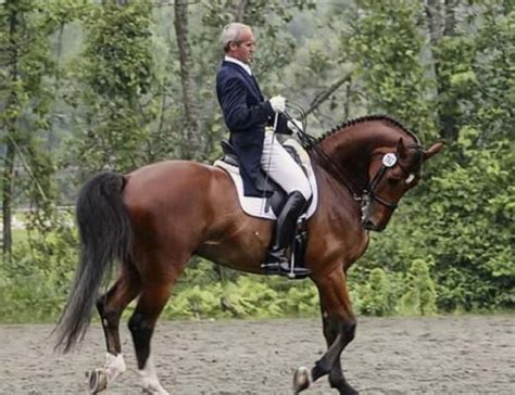 Dressage Abuse - Writing of Riding