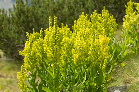 Алпийска част на Пирин