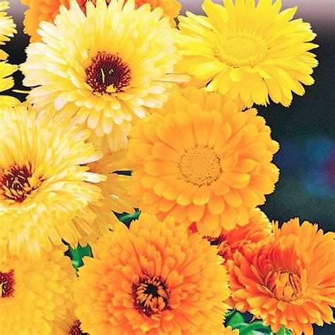 Tomorrowseeds Pacific Beauty Mix Calendula Seeds Count Packet