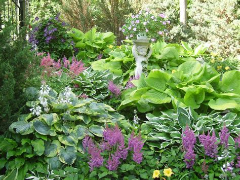 Astilbe And Hosta Garden Ideas You Should Check Sharonsable